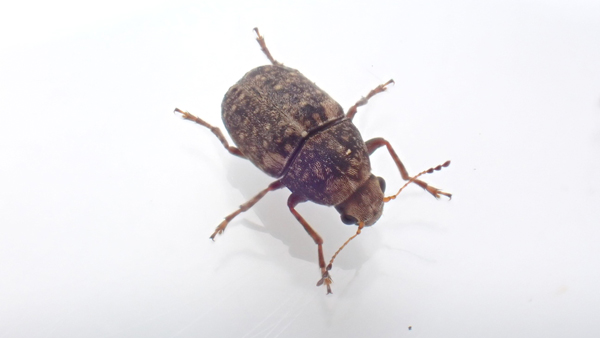 図3：ワタミヒゲナガゾウムシ成虫（提供：静岡県病害虫防除所）