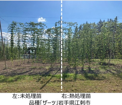 ホップ苗に高温・乾燥耐性を付与する技術を開発　気候変動に対応したビール原料供給へ　キリンHD