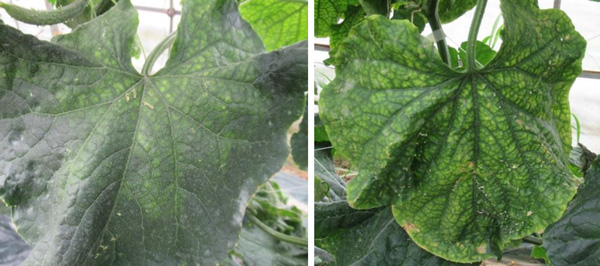 葉の退緑黄化症状（写真提供：香川県農業試験場病害虫防除所）