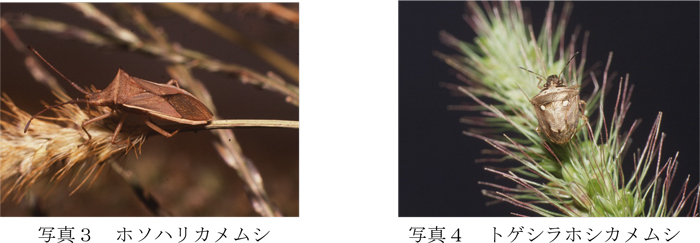 写真3：ホソハリカメムシと写真4：トゲシラホシカメムシ（提供：鳥取県病害虫防除所）