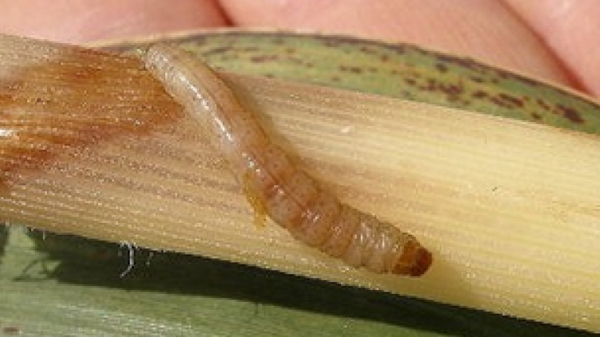 図4：カンシャシンクイハマキ幼虫（写真提供：沖縄県病害虫防除技術センター）
