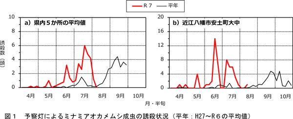 図1：予察灯によるミナミアオカメムシ成虫の誘殺状況（平年：H27～R6の平均値）