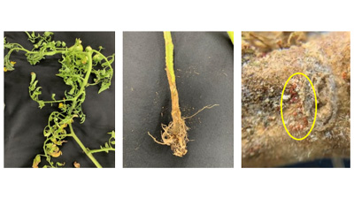 【特殊報】トマトに「トマト立枯病」県内で初めて確認　福岡県s.jpg