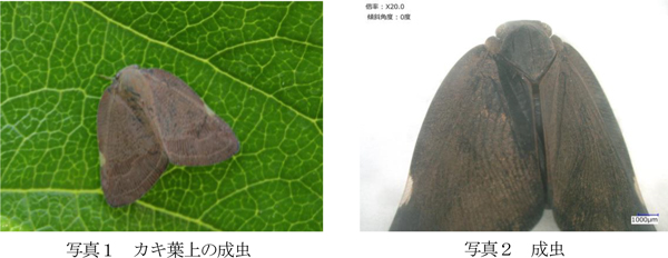 写真1：カキ葉上の成虫、写真2：成虫（提供：奈良県病害虫防除所）