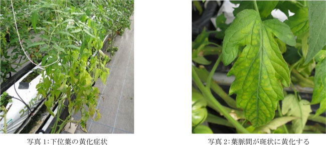 【特殊報】トマトにトマト黄化病　県内で初めて確認　高知県