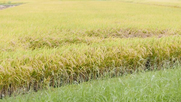 イネ縞葉枯病　県西地域、県南の一部地域で発生　茨城県