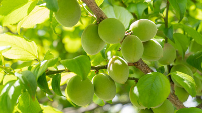 【注意報】果樹全般にカメムシ類　県内全域で多発のおそれ　大分県