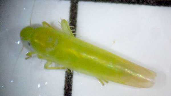 チャノミドリヒメヨコバイ成虫（体長約3ミリ）（写真提供：熊本県病害虫防除所）