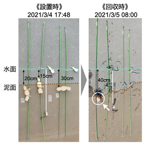 1回の試験で設置・回収したレンコンの様子