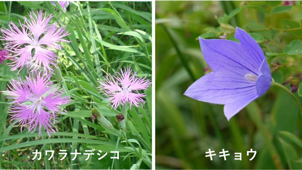 つくば駅前「ミニ食と農の科学館」新展示『農業・農村がはぐくむ生きものたち』開催　農研機構