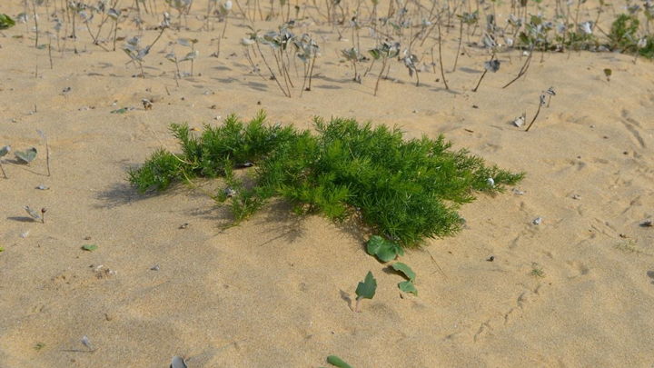 砂浜海岸に自生している ハマタマボウキ