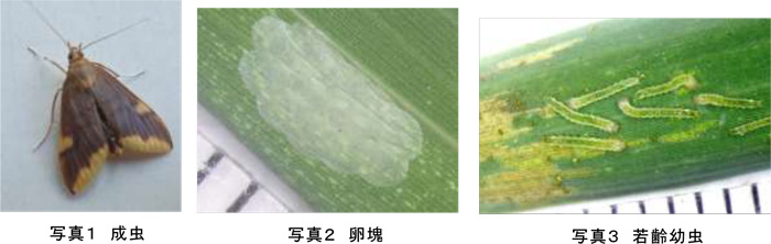 左から、写真1：成虫、写真2：卵塊、写真3：若齢幼虫（提供：京都府病害虫防除所）