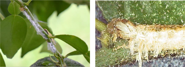 左から、図3：カンキツ果梗枝上の産卵痕、図4：カンキツの枝に産み付けられた卵（提供：宮崎県病害虫防除・肥料検査センター）