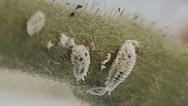 写真2：ミニトマトの株元付近に寄生する雌成虫と幼虫（写真提供：和歌山県農作物病害虫防除所）