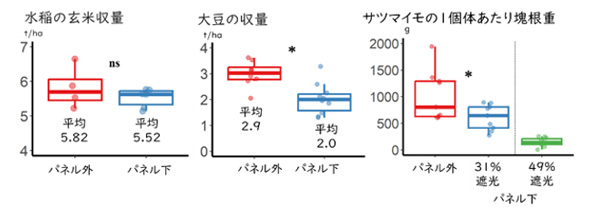 図2：水稲、大豆、サツマイモの収量をパネル外と下で比較。nsはパネル内外で統計的な有意差が無いことを、* は1%水準で有意であることを示す