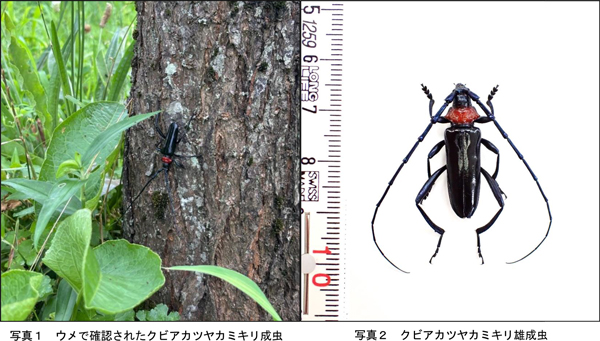 写真1：ウメで確認されたクビアカツヤカミキリ成虫と写真2：クビアカツヤカミキリ雄成虫（提供：滋賀県病害虫防除所）