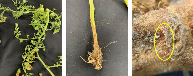左から、図1：上位葉の黄化および萎縮（以降、写真提供：福岡県農林業総合試験場）、 図2：地際部の褐変、図3：地際部表面の子のう殻（写真提供：福岡県農林業総合試験場）