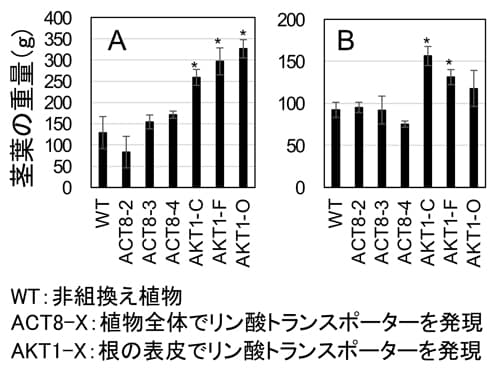 図1：リン酸トランスポーター強化したシロイヌナズナの茎葉重量（A:通常リン酸条件 B:低リン酸条件）