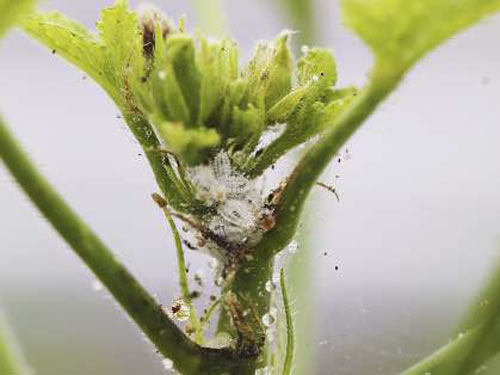 オクラの生長点に寄生するクロテンコナカイガラムシ（写真提供：兵庫県病害虫防除所）