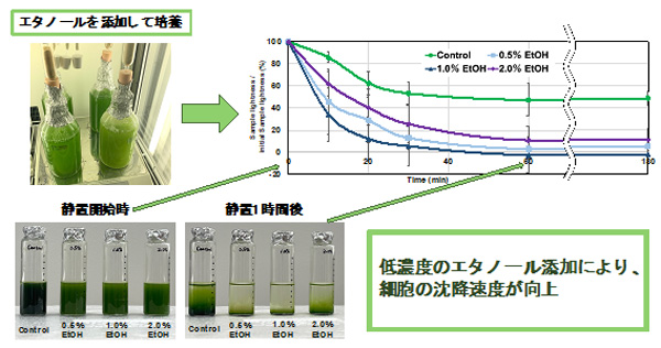 図1. ユーグレナの沈降の様子