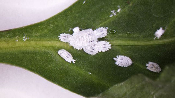 図2：パプリカの葉に寄生するクロテンコナカイガラムシ（写真提供：熊本県病害虫防除所）