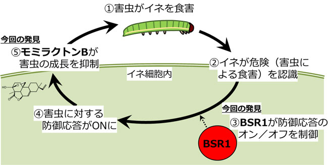 BSR1が害虫（クサシロキヨトウ）に対するイネの防御応答を制御