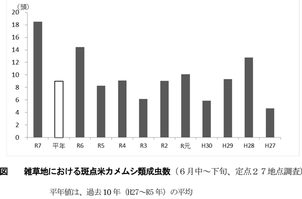 図：雑草地における斑点米カメムシ類成虫数（6月中～下旬、定点27地点調査）。平年値は、過去10年（H27～R5 年）の平均
