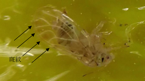 黄色粘着トラップに捕殺された成虫 前翅の外縁に沿って黄褐色の小斑紋が並ぶ（写真提供：高知県病害虫防除所）