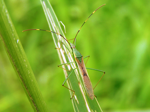 写真2：クモヘリカメムシ（提供：福島県病害虫防除所）