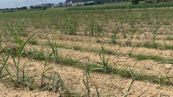 【注意報】さとうきびにメイチュウ類　伊是名島で発生多発のおそれ　沖縄県