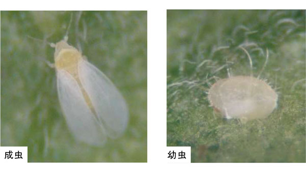 媒介虫のオンシツコナジラミ（写真提供：京都府病害虫防除所）