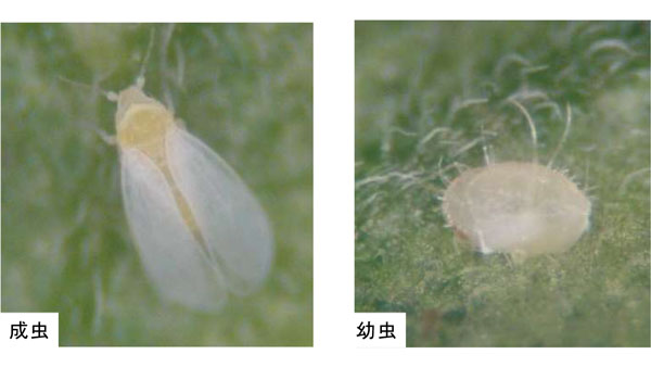 【特殊報】キュウリに「キュウリ黄化病」府内で初めて確認　京都府