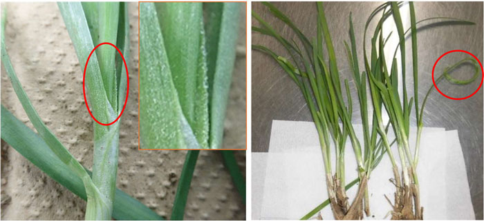 左から、写真1：ニラの葉の表面に光沢を伴うざらついた症状（赤丸部分）と写真2：ニラの葉の湾曲症状（赤丸部分）（提供：群馬県農業技術センター）