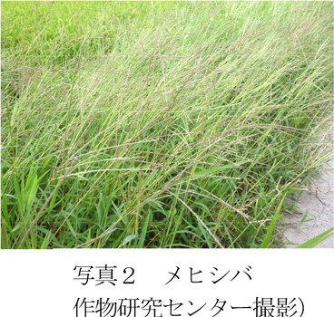 写真2：メヒシバ（提供：作物研究センター）