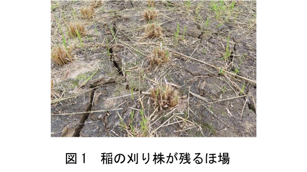 図1:稲の刈り株が残るほ場