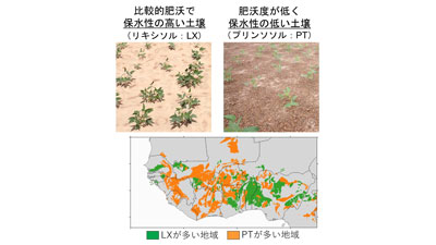 西アフリカ半乾燥地域の重要作物ササゲに対する気候変動の影響　収量予測モデルから推定