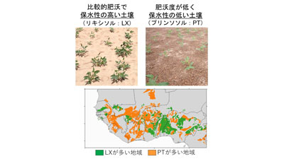 西アフリカ半乾燥地域の代表的な土（上）とその分布.jpg