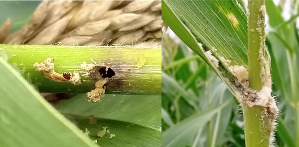 写真2：アワノメイガ幼虫による食入痕と写真3：アワノメイガ幼虫による被害（提供：北海道病害虫防除所）