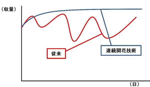 従来の収穫と「連続開花」と収穫イメージ比較図