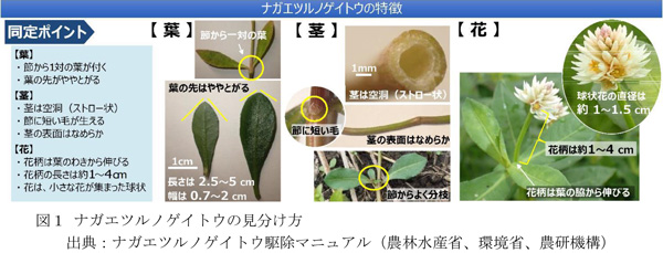 図1：ナガエツルノゲイトウの見分け方（出典：ナガエツルノゲイトウ駆除マニュアル（農林水産省、環境省、農研機構））