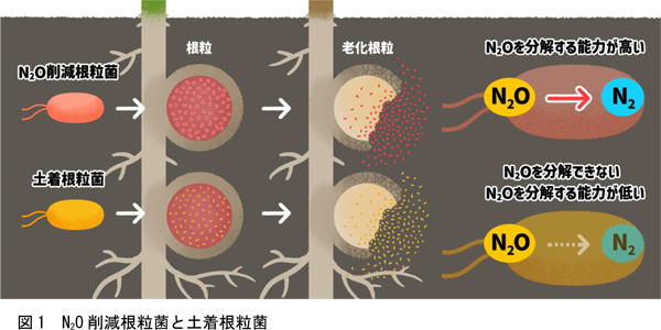 図1：N2O削減根粒菌と土着根粒菌