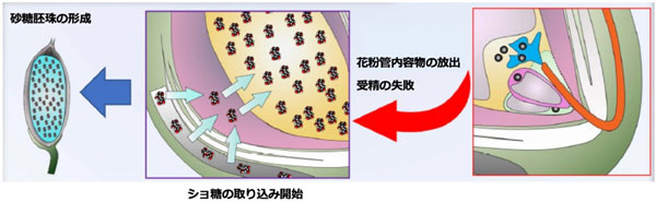 サトウイネの生成メカニズム（Honma et al.(2020), Comm. Biol.より一部抜粋）