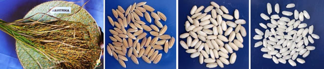 陸稲新品種「Mavitrika」の外観（左から穂、籾、玄米、精白米）