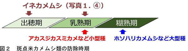 図2：斑点米カメムシ類の防除時期