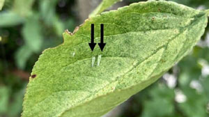 ウメの被害葉に寄生している成虫（矢印）（写真提供：佐賀県農業技術防除センター）