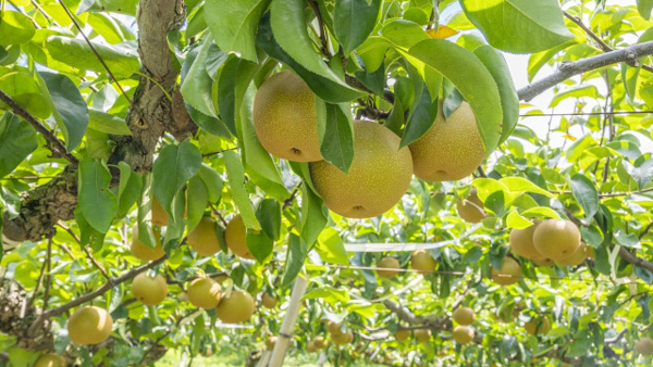 【注意報】カキ、カンキツなどに果樹カメムシ類　県内全域で多発のおそれ　和歌山県