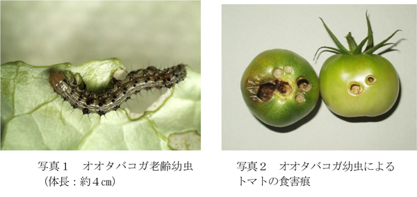 写真1：オオタバコガ老齢幼虫（体長：約4cm）と写真2：オオタバコガ幼虫によるトマトの食害痕（提供：香川県農業試験場病害虫防除所）