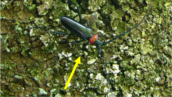 【特殊報】ウメにクビアカツヤカミキリ　県内で初めて確認　千葉県.jpg