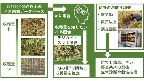 研究成果の概要図