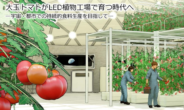 LED植物工場で大玉トマトの栽培成功　宇宙・都市での食料生産も視野　東京大学